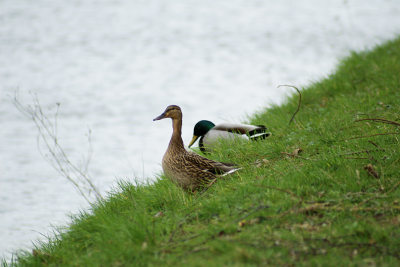 Ducks, par Xavier E. G. Dierick